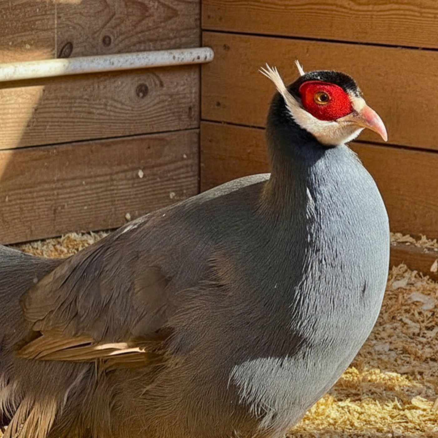 Blue-Eared Pheasant