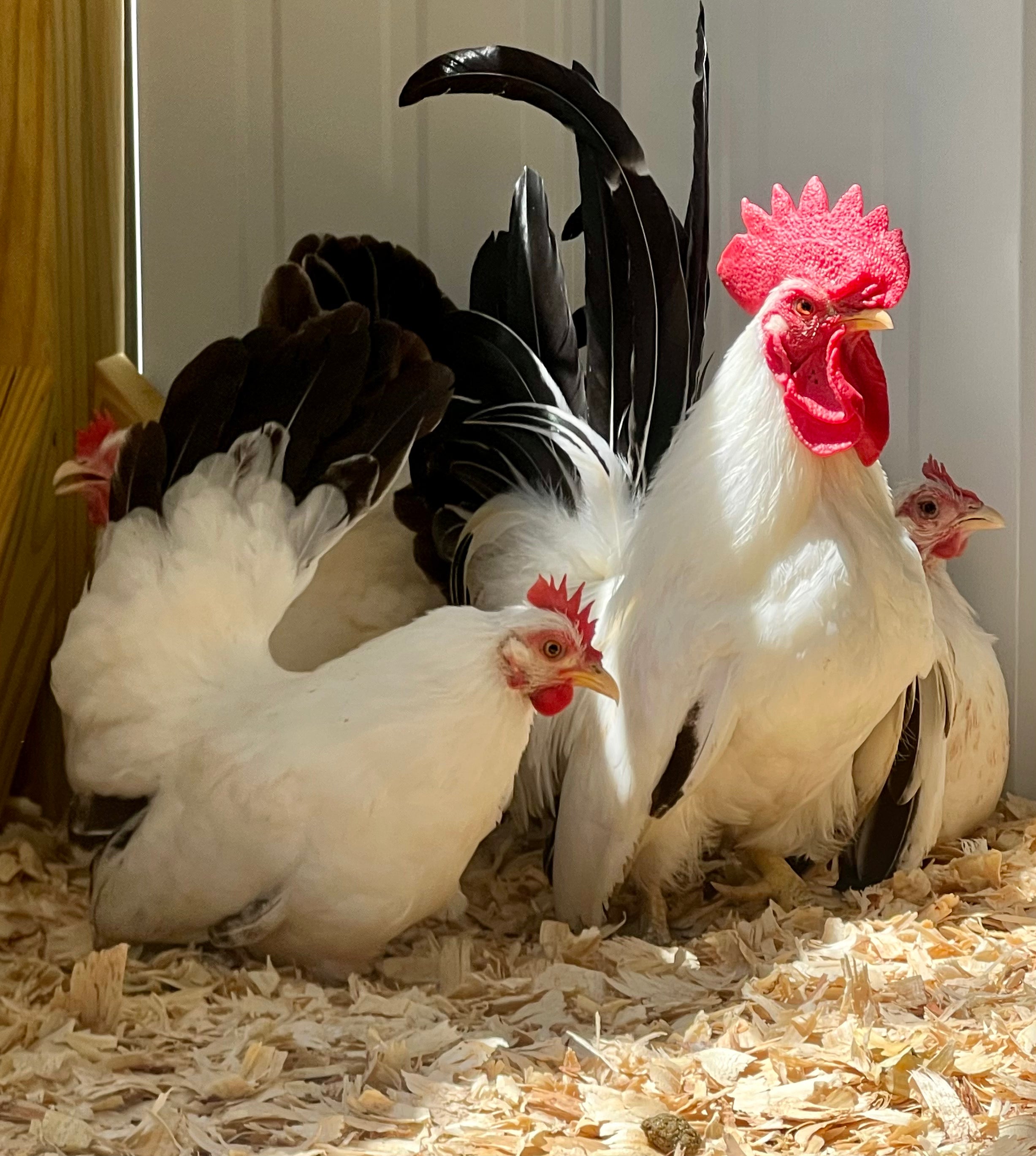 Black-tail White Japanese Bantams