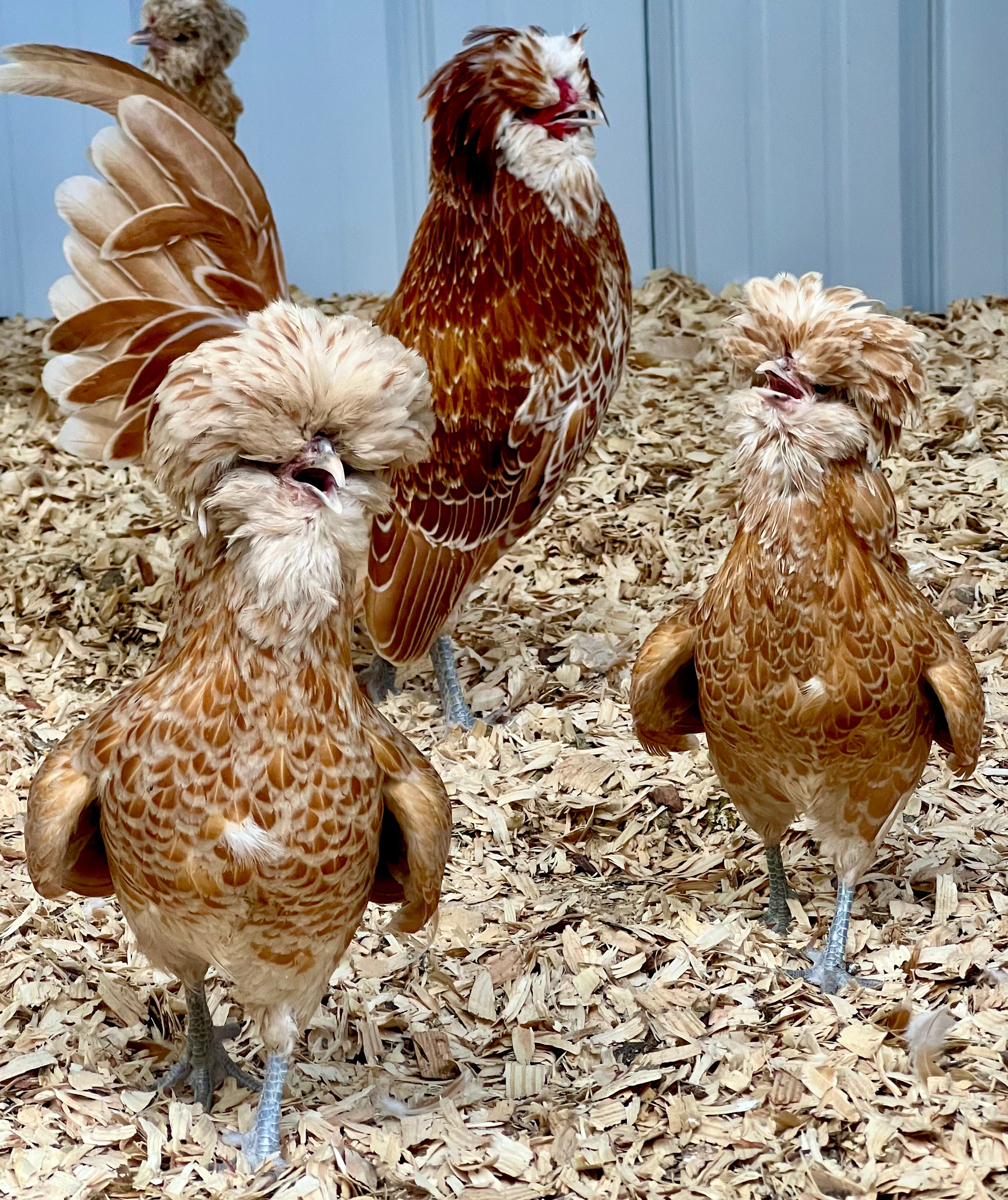 Bearded Buff Polish Bantams