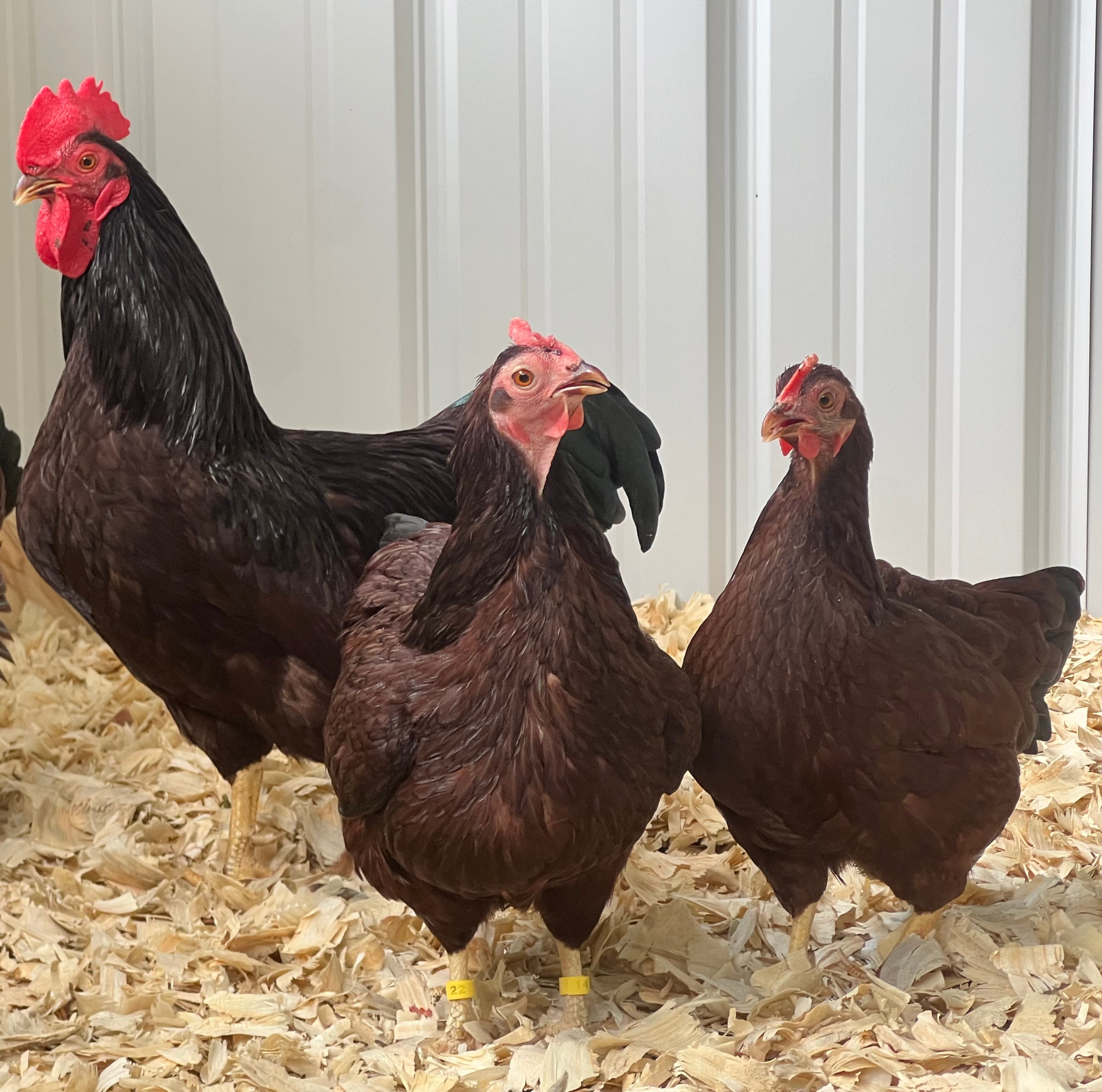 Single Comb Rhode Island Red Bantams