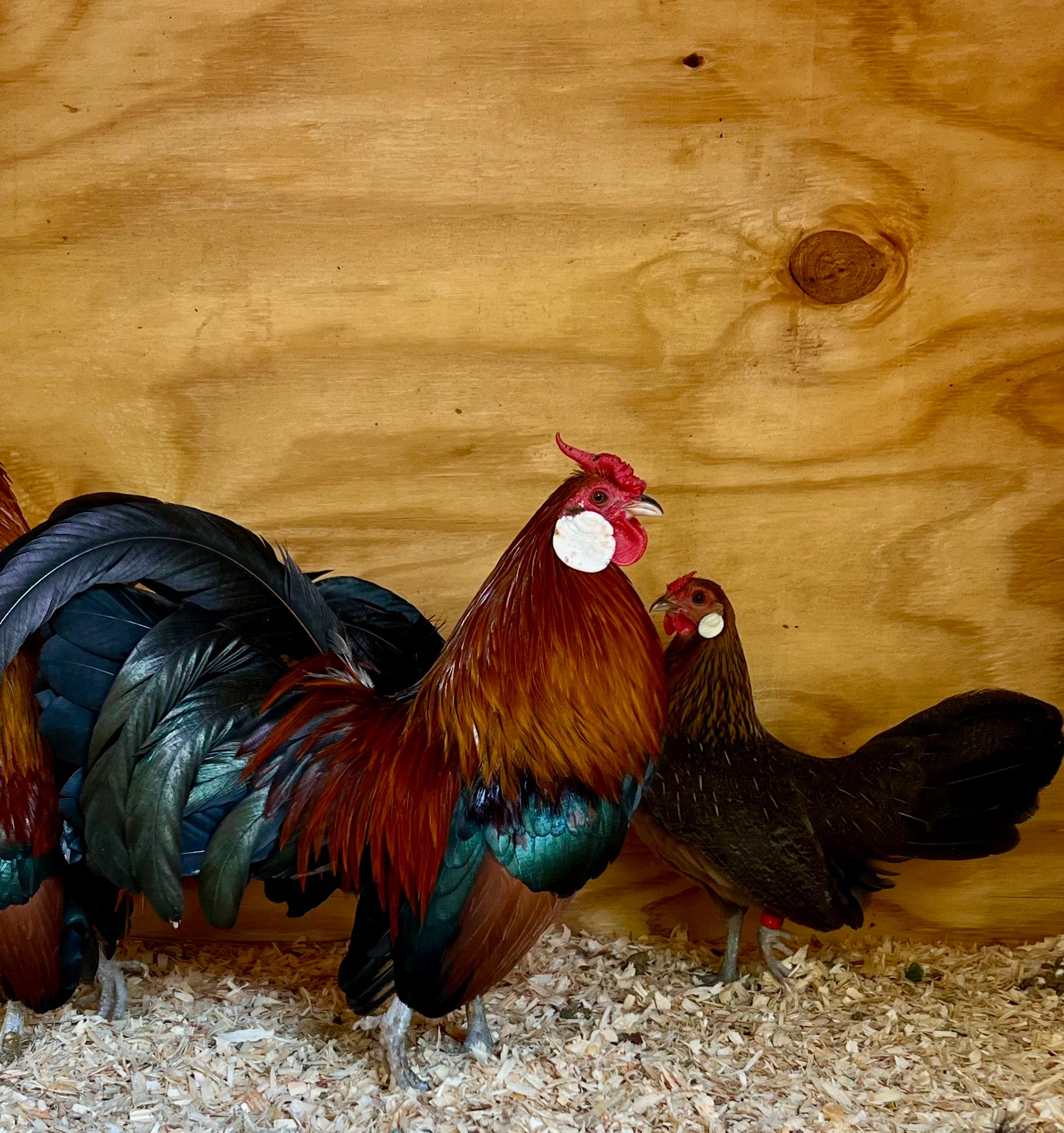 BB Red Rosecomb Bantams