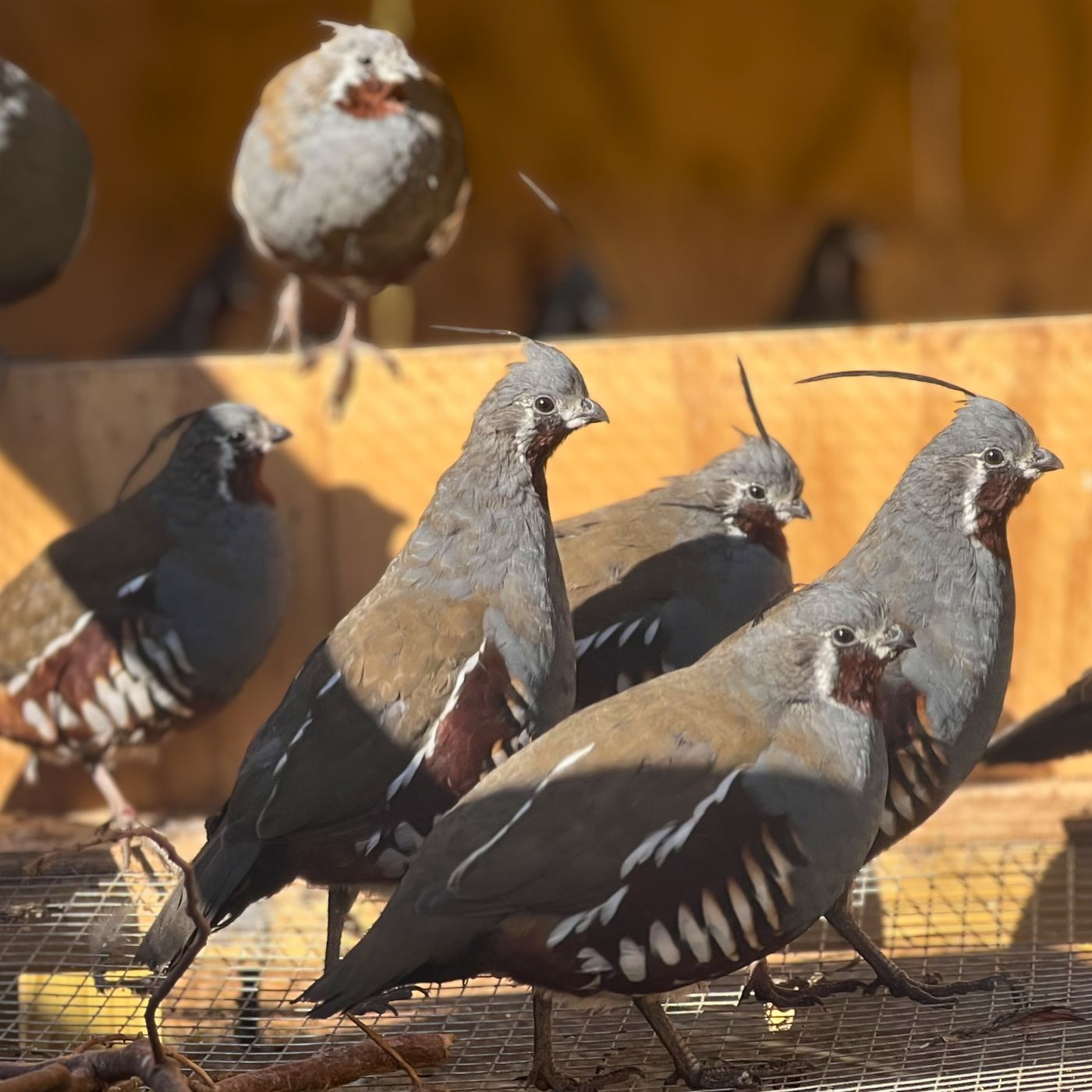 Mountain Quail