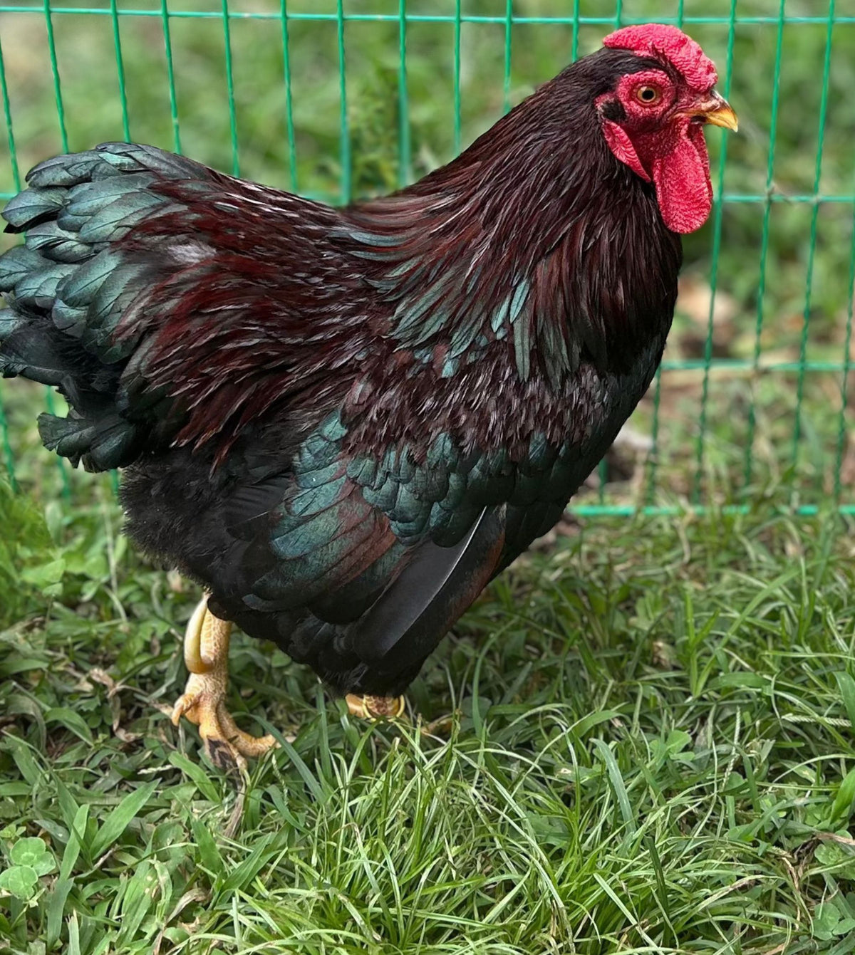 Partridge Wyandotte Bantam