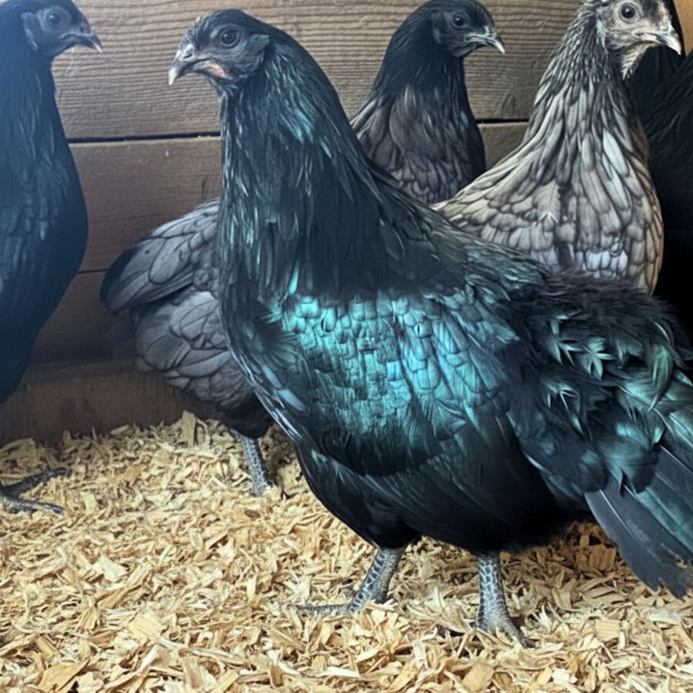 Blue and Black Samatras