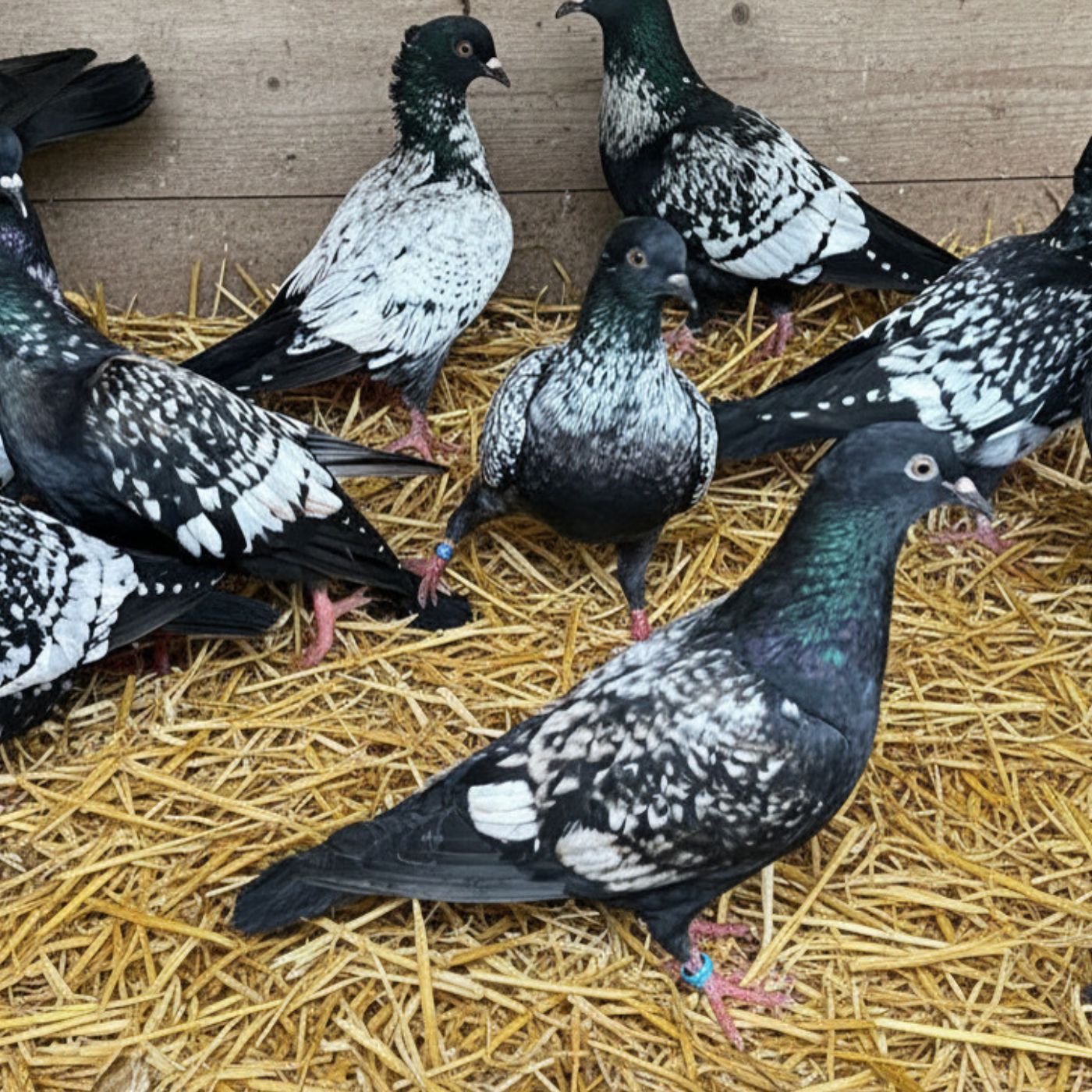 Starling