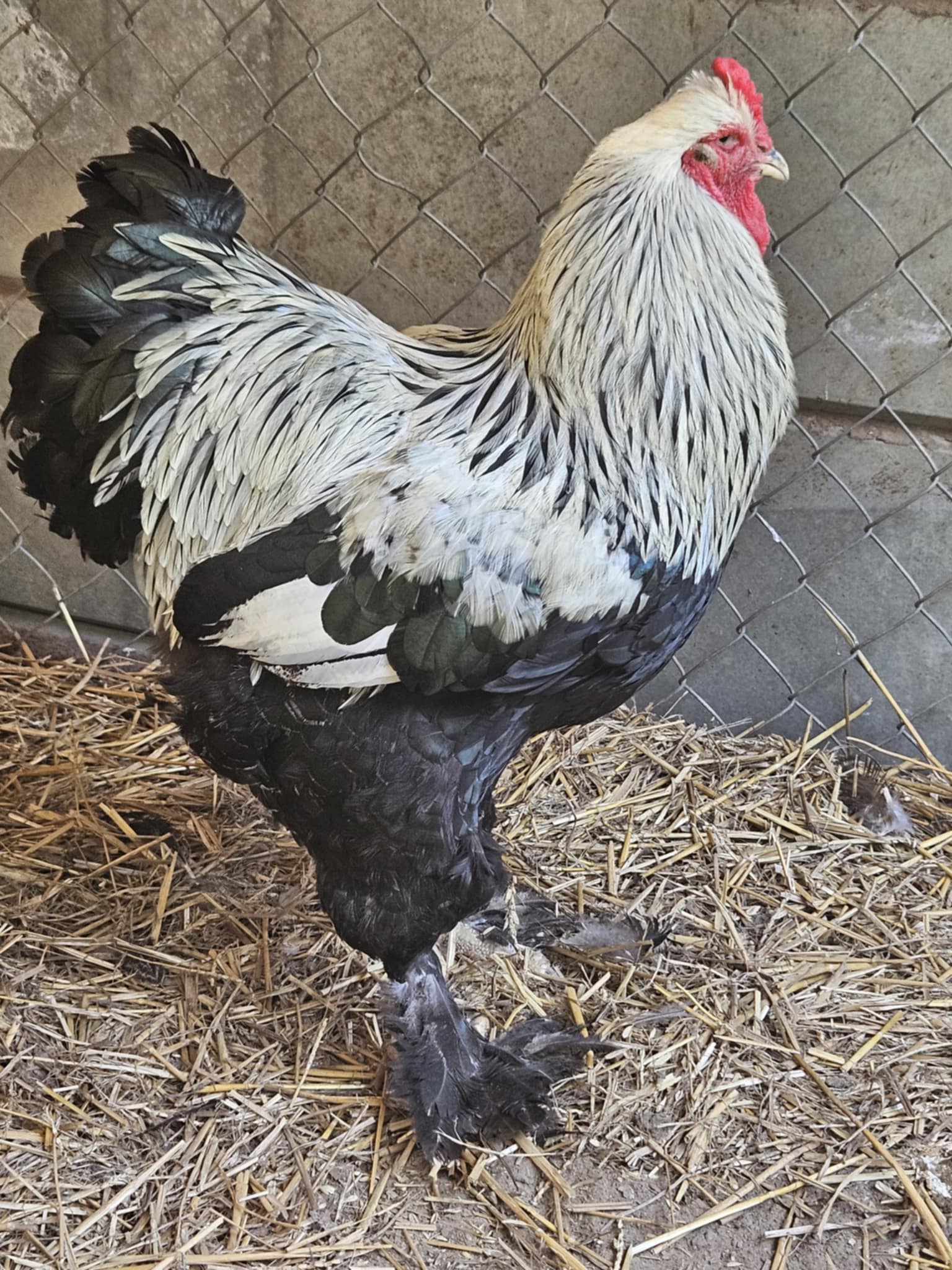 Dark Brahma