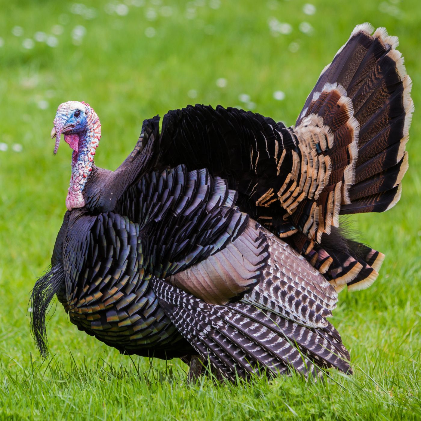 Bronze Turkey