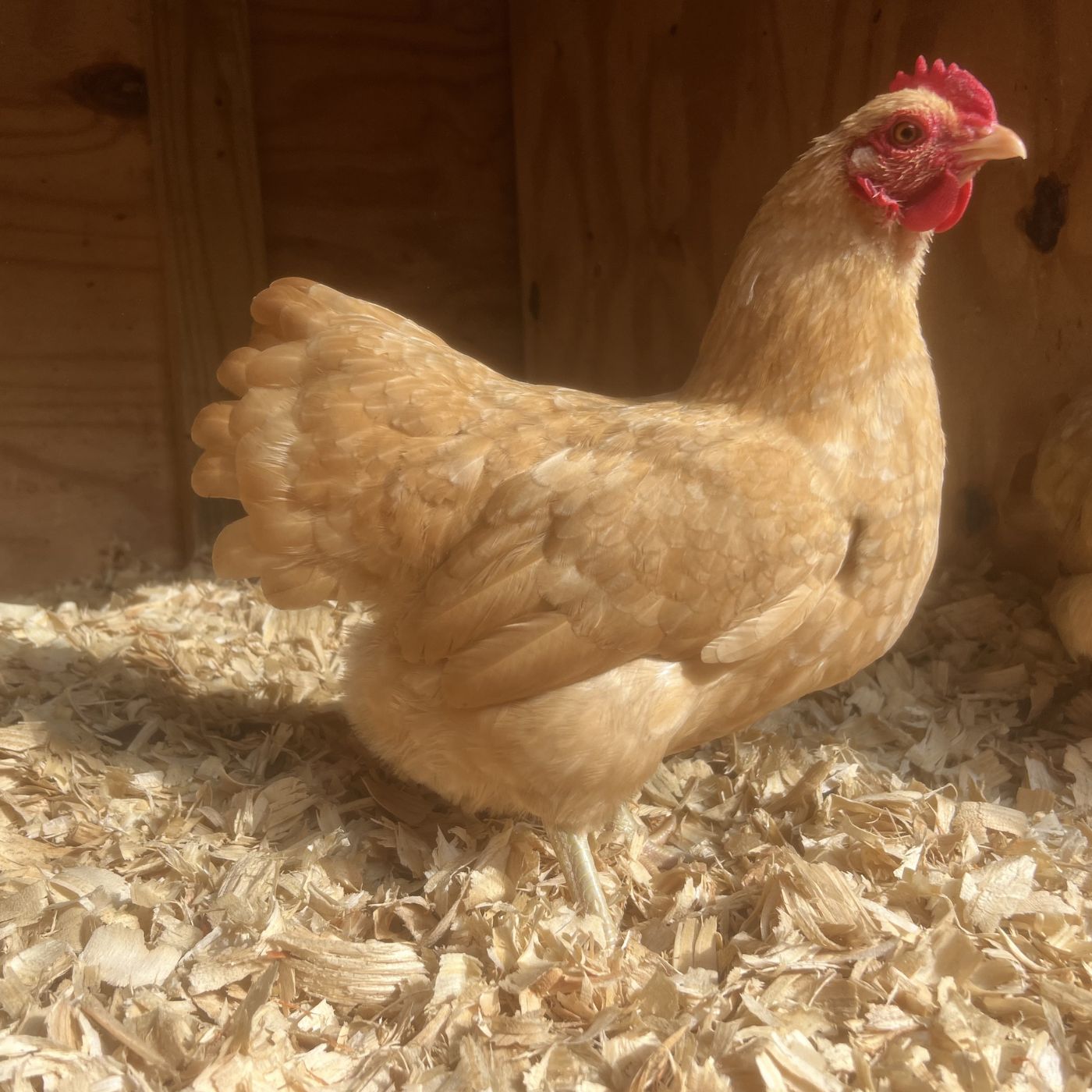 Bantam Buff Rock