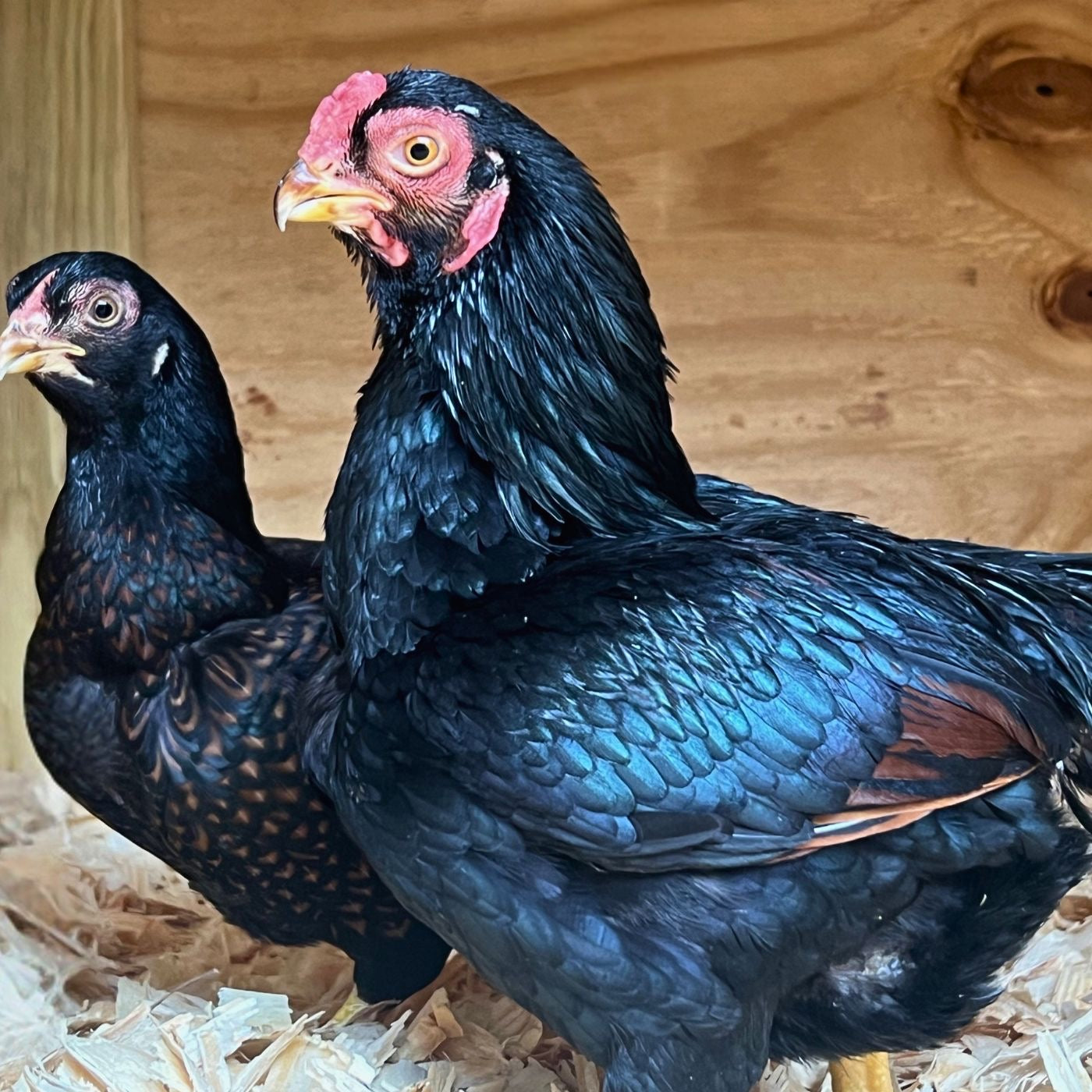 Black Cornish Bantams