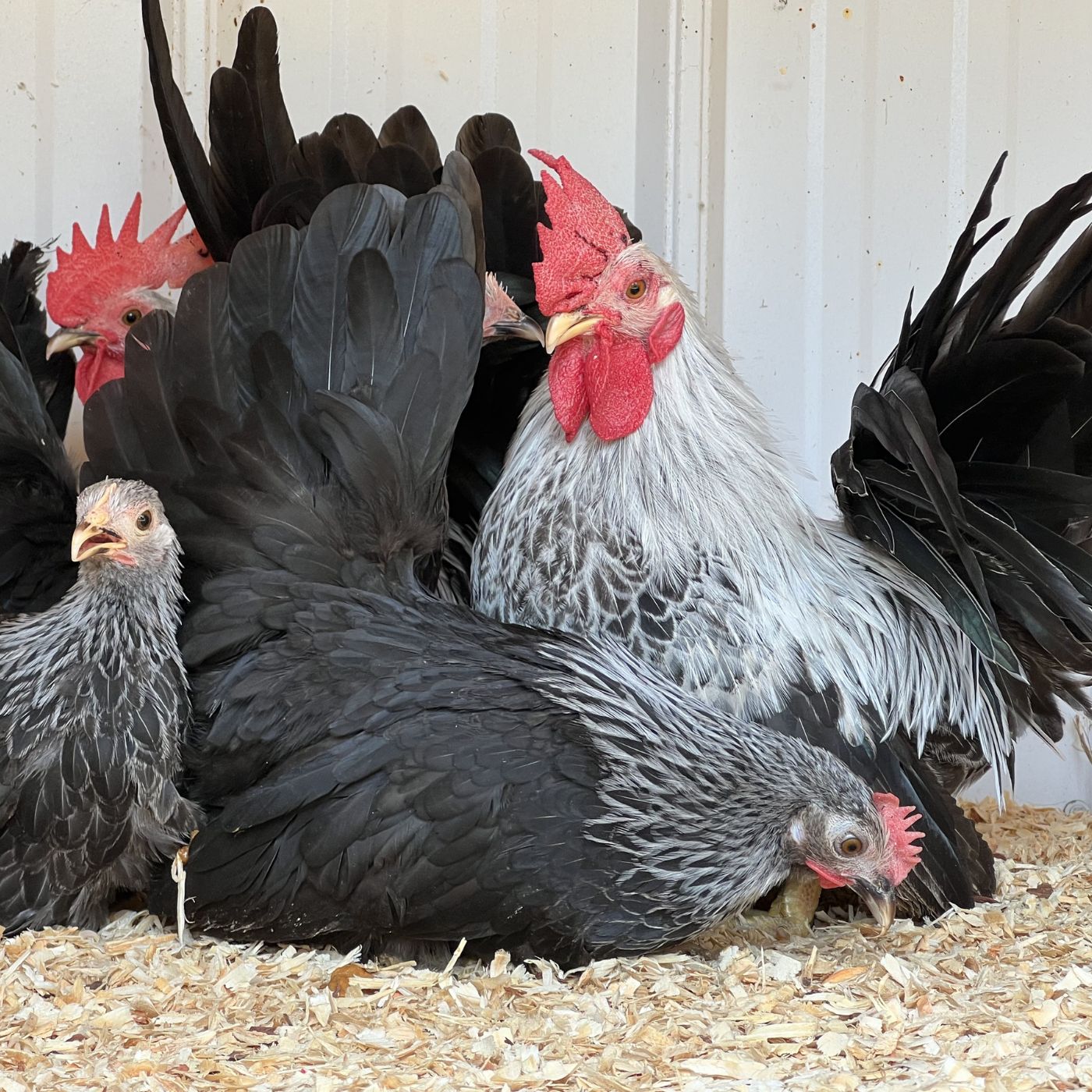 Grey Japanese Bantams