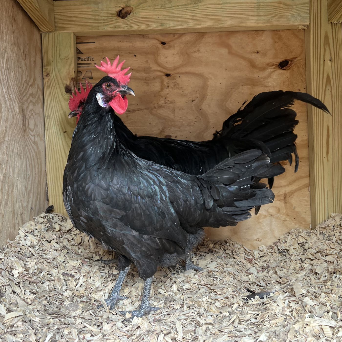 Black Minorca