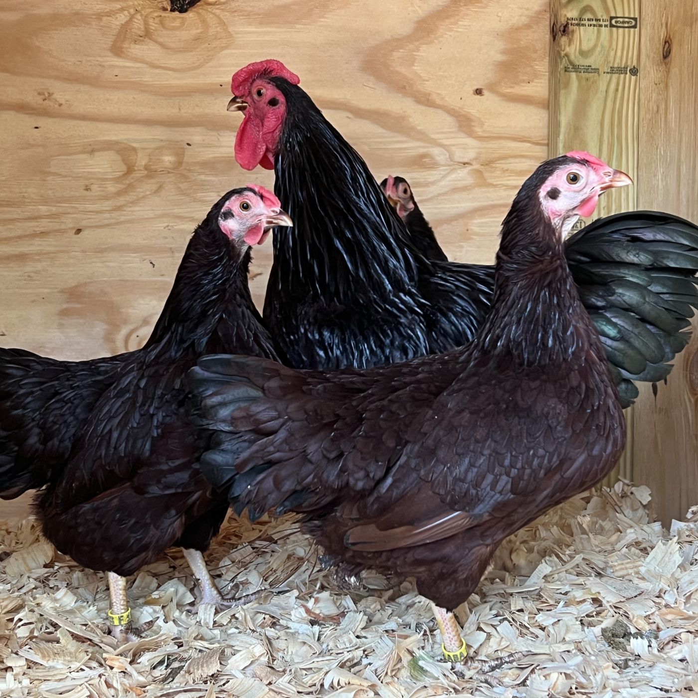 Bantam Rose Comb Rhode Island Red