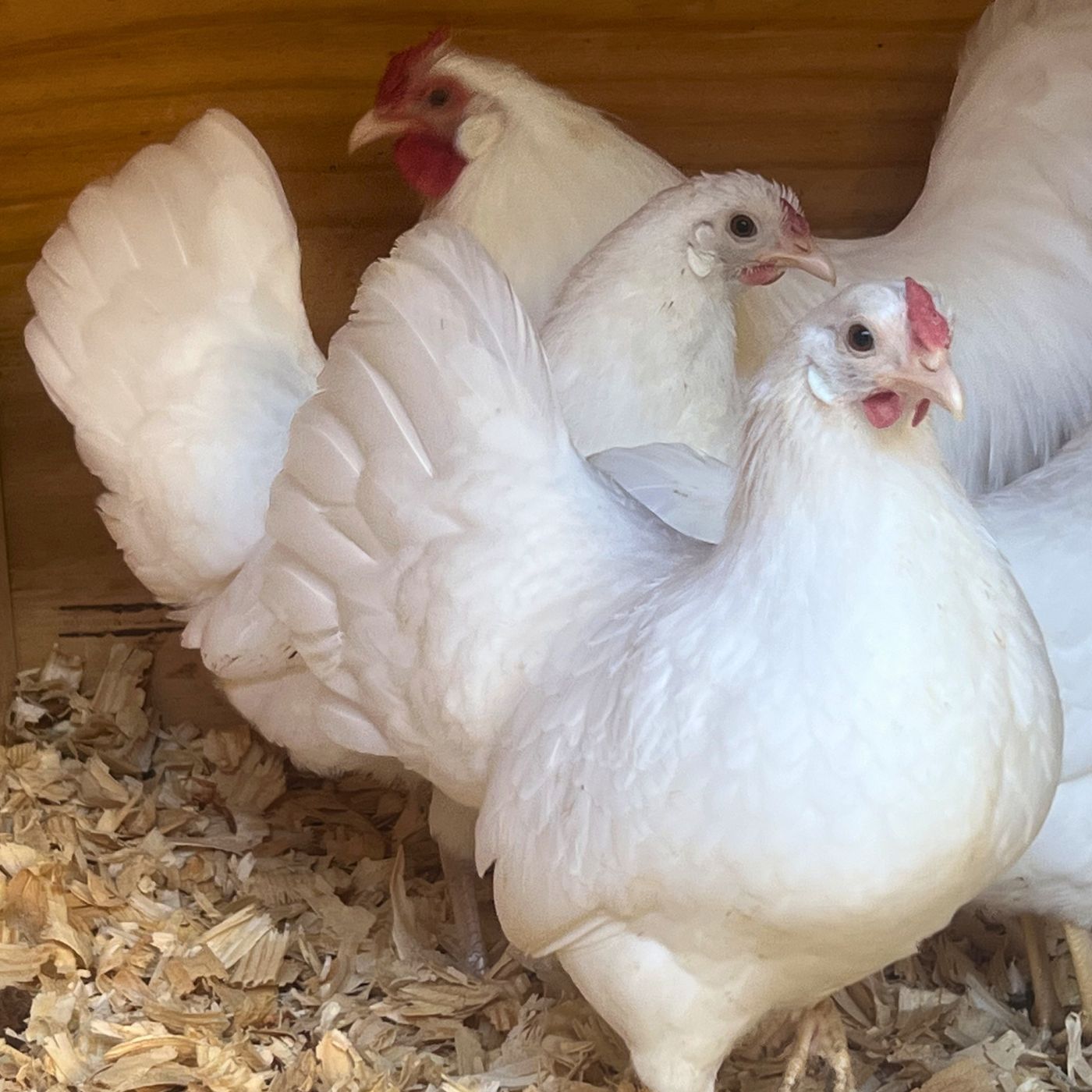 Bantam Rose Comb White Leghorns