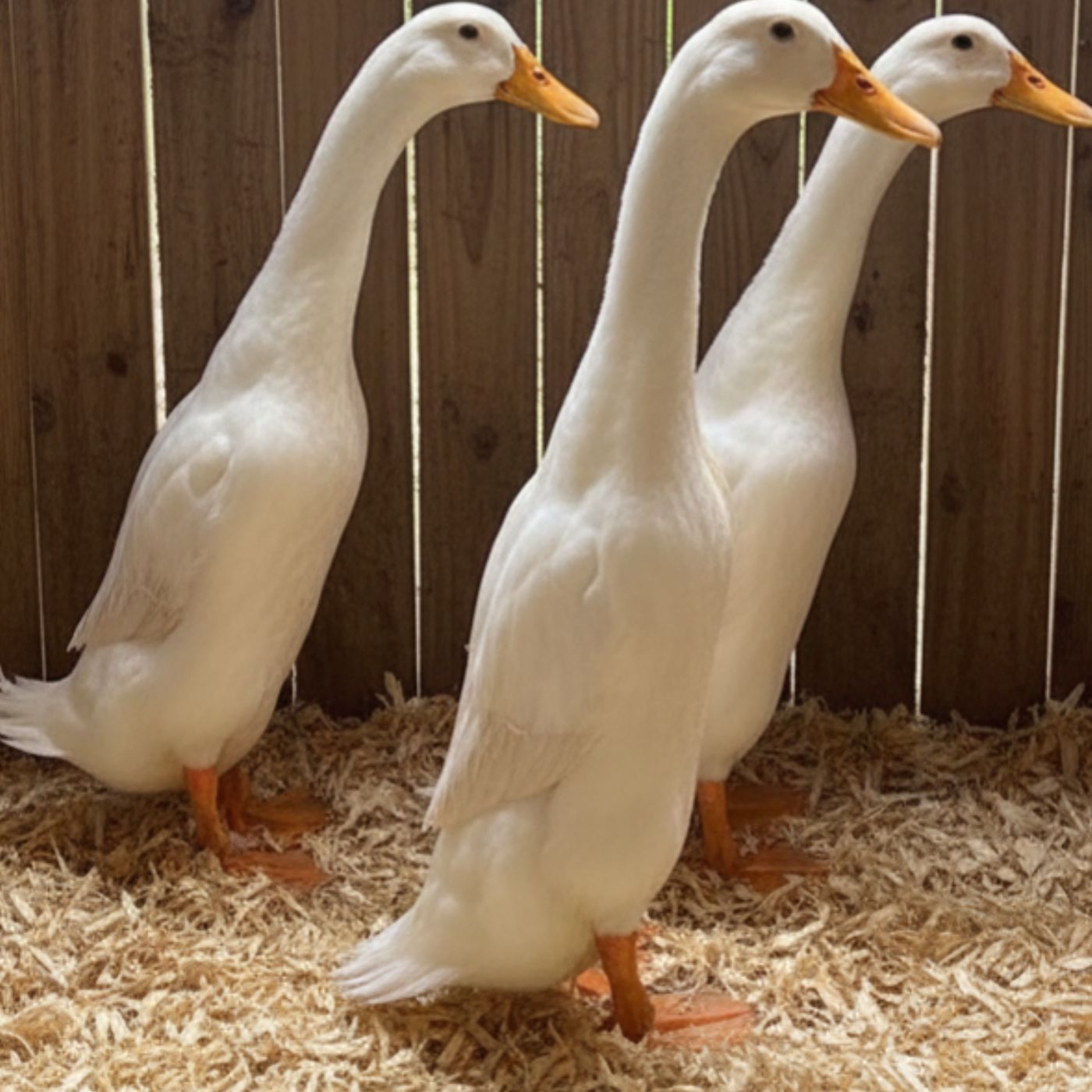 White Indian Runners