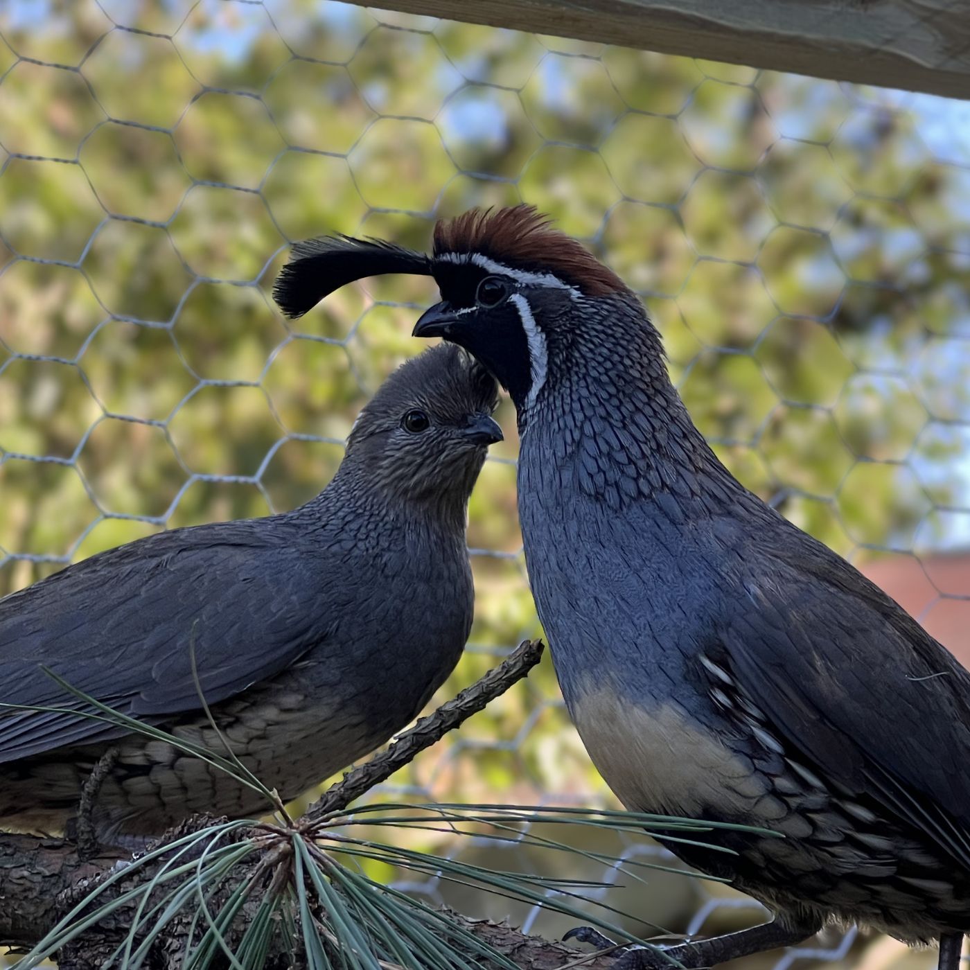Gambel's Quail