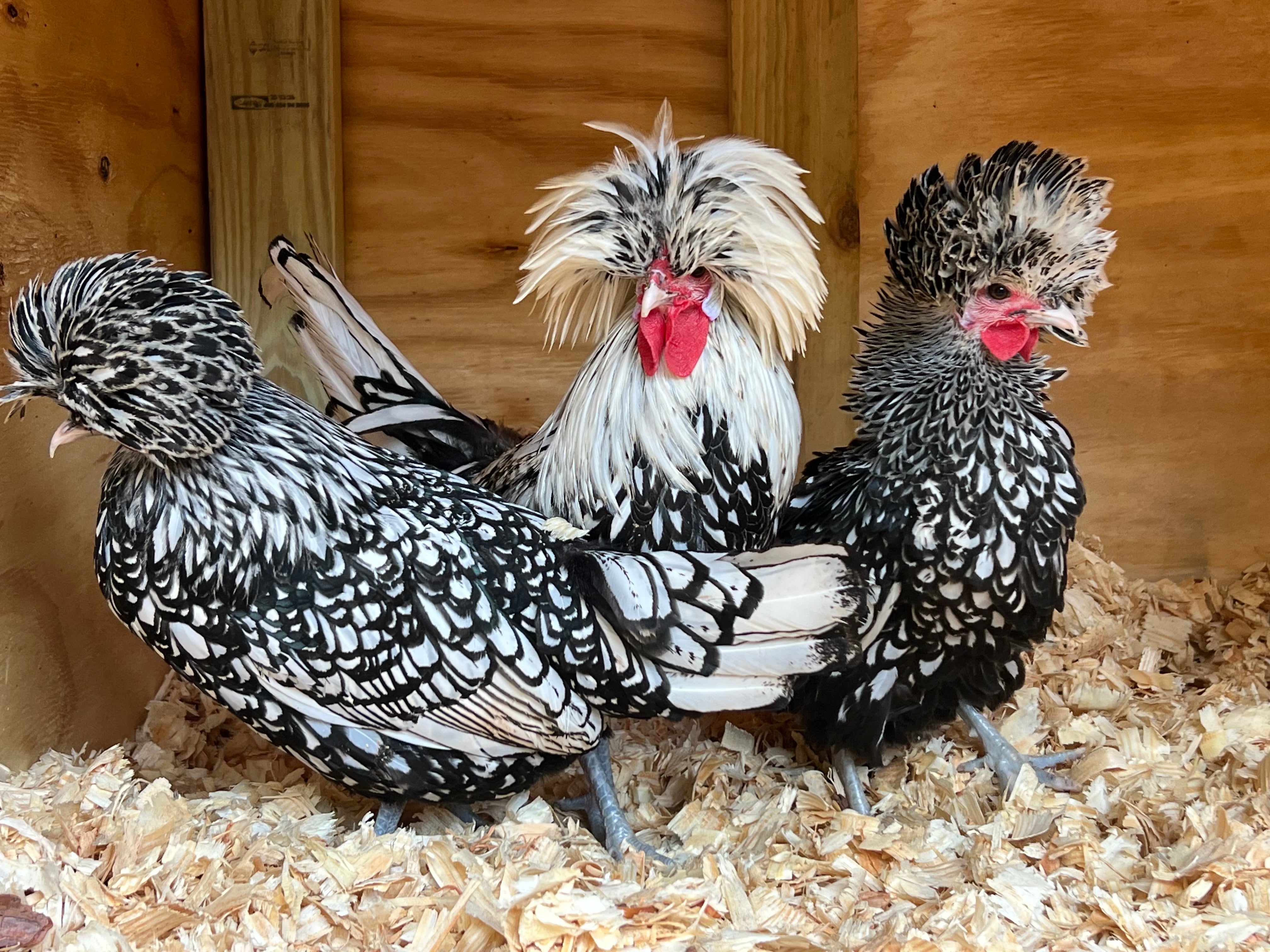 Non-bearded Silver Polish Bantams