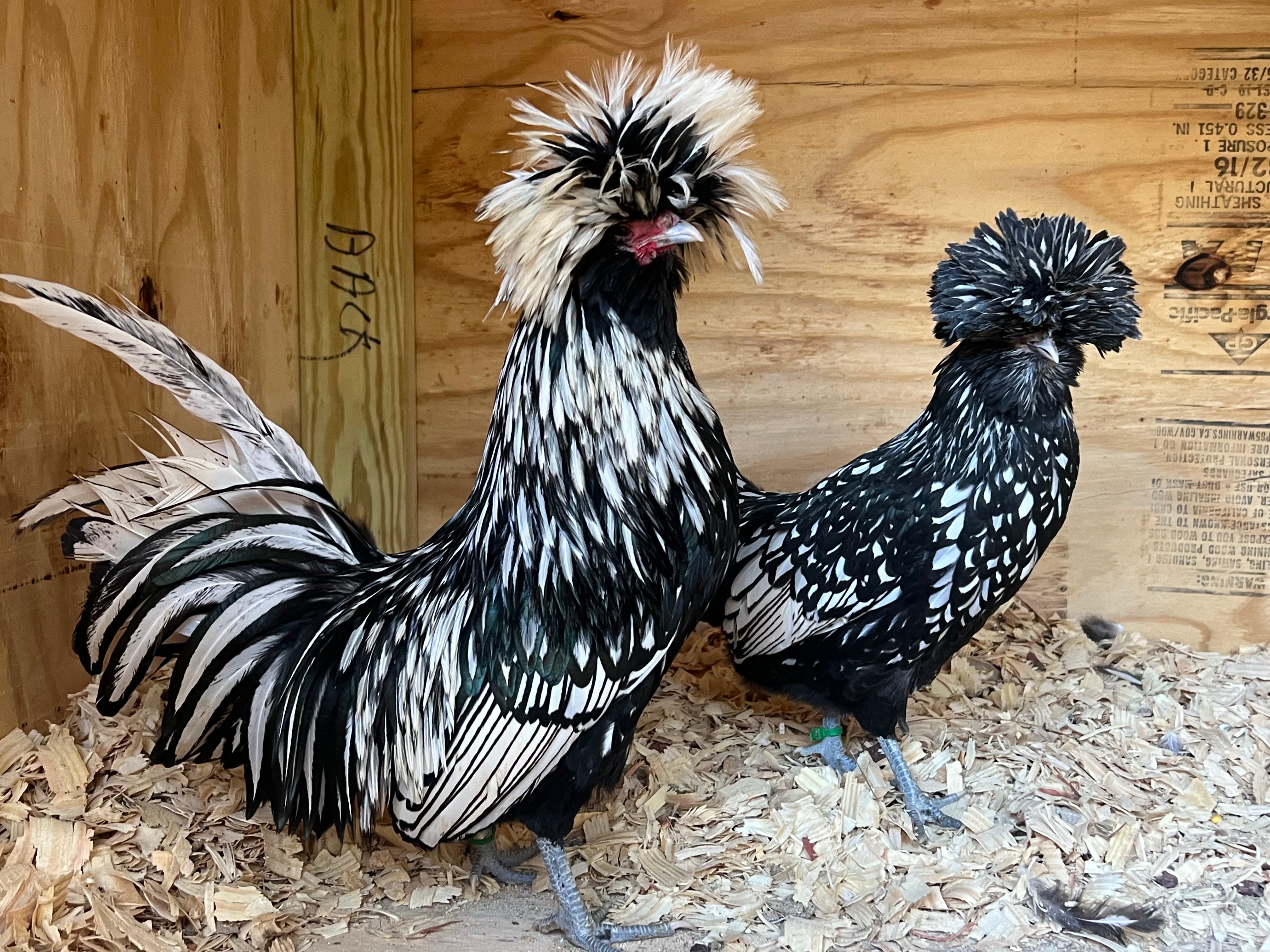 Bearded Silver Polish Bantams