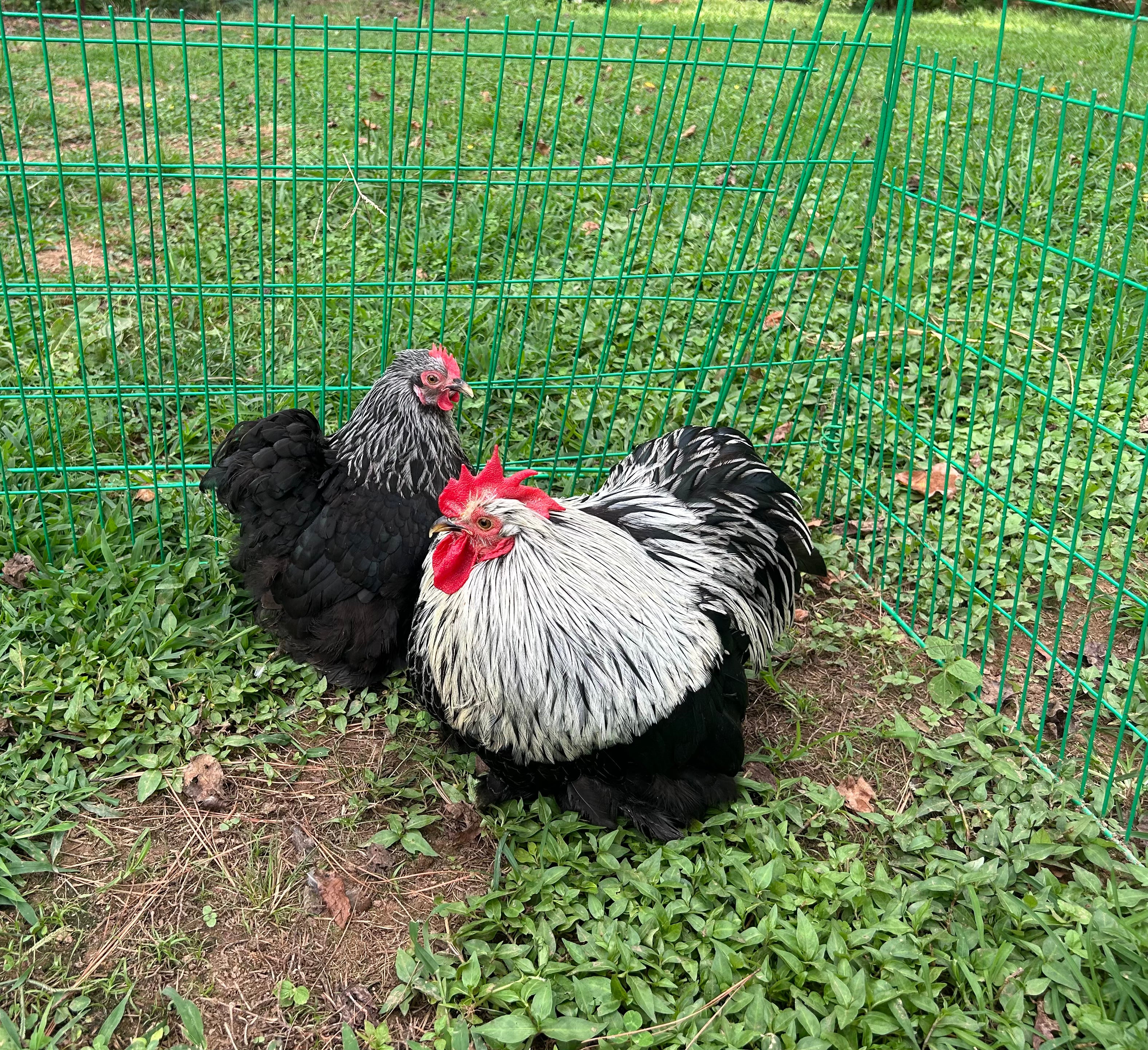 Birchen Cochin Bantam