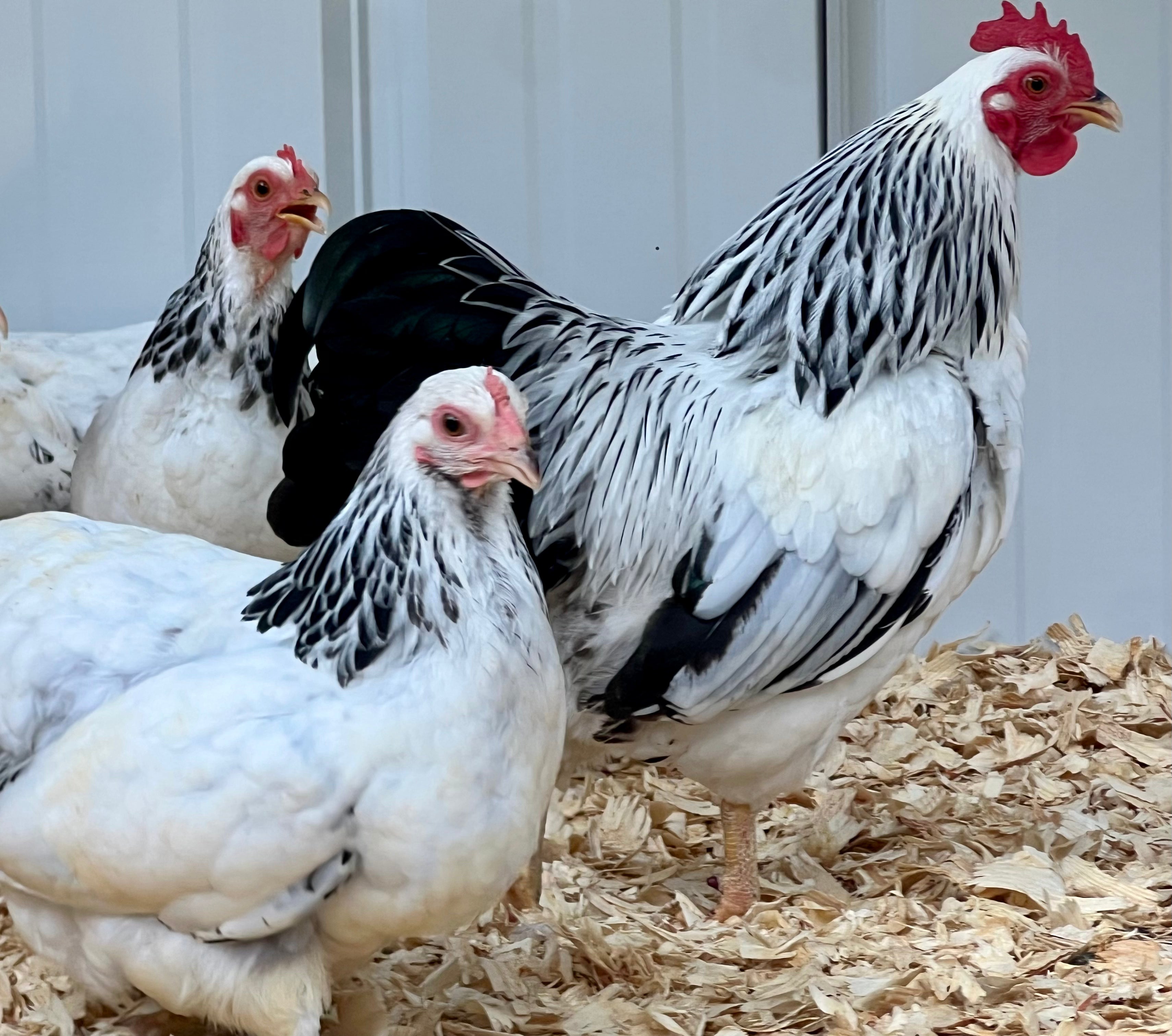 Columbian Rock Bantam