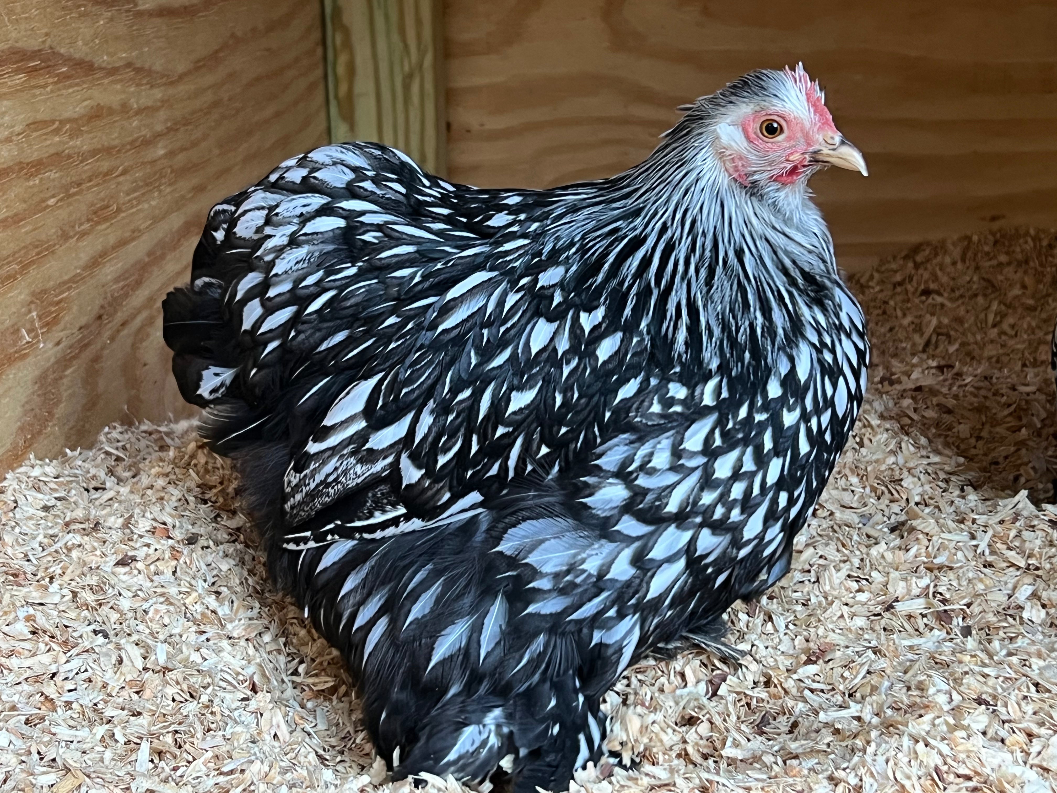 Silver Laced Cochin Bantams