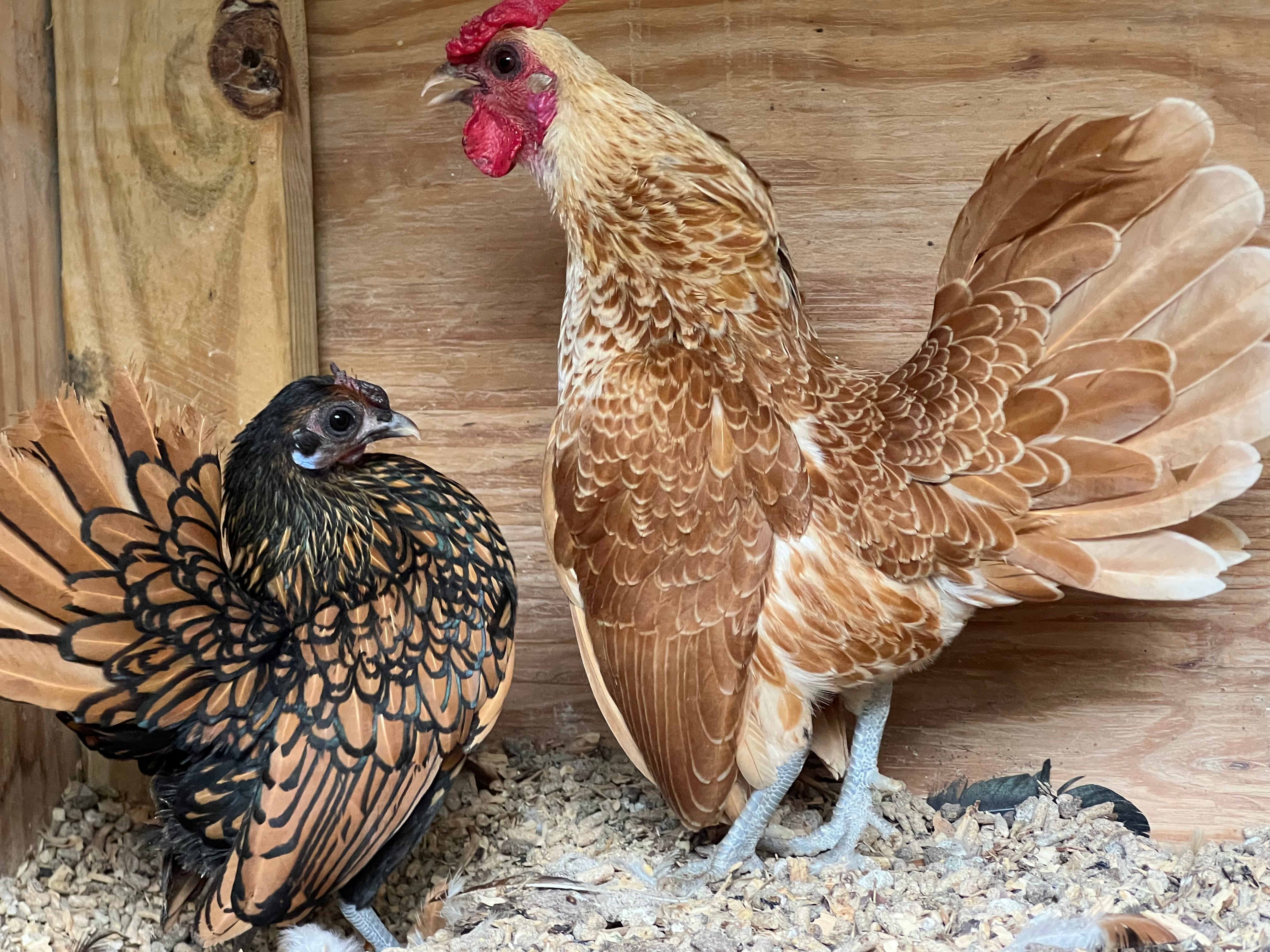 Buff Sebright Bantam