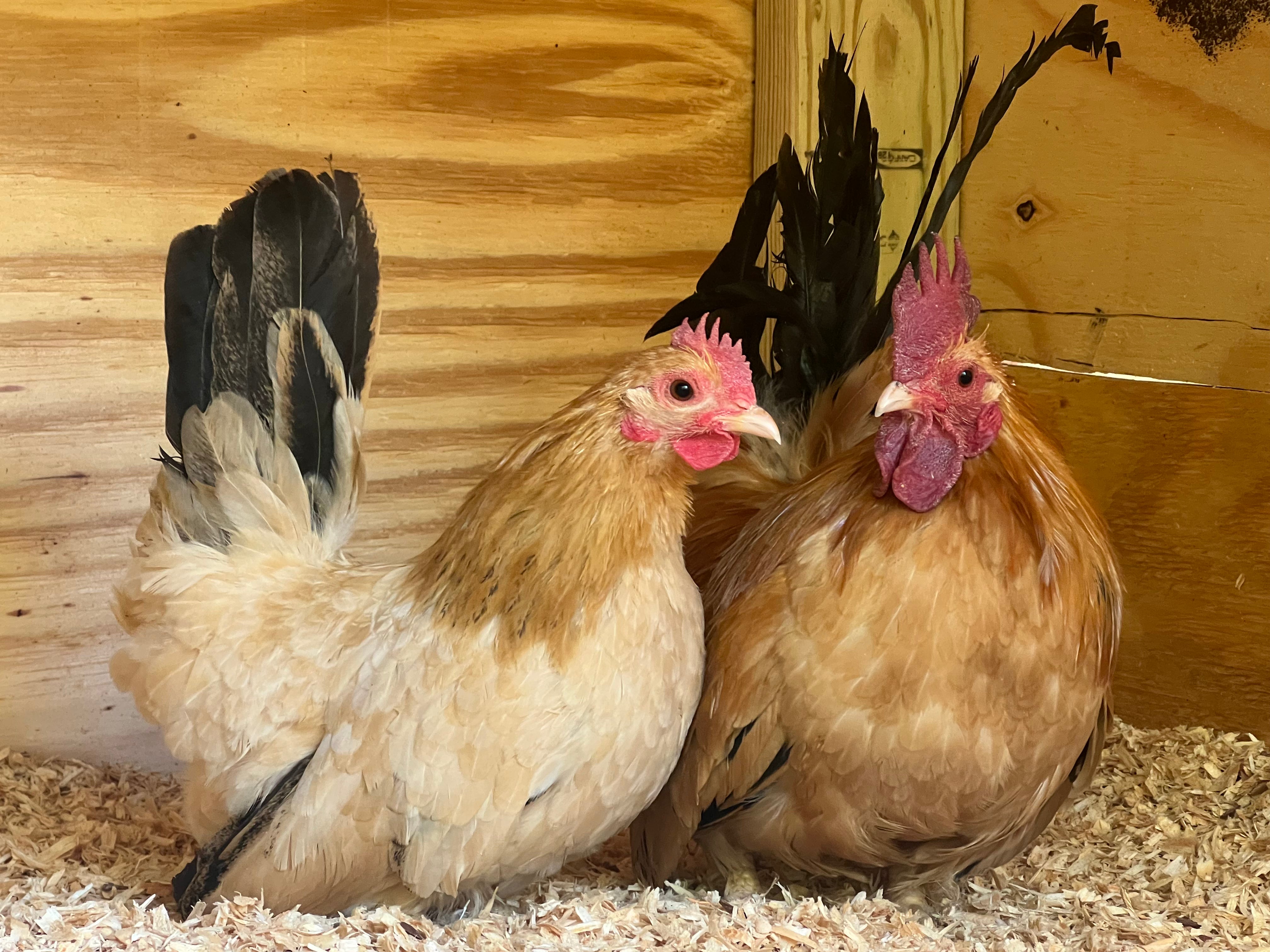 Black-tailed Buff Japanese Bantams