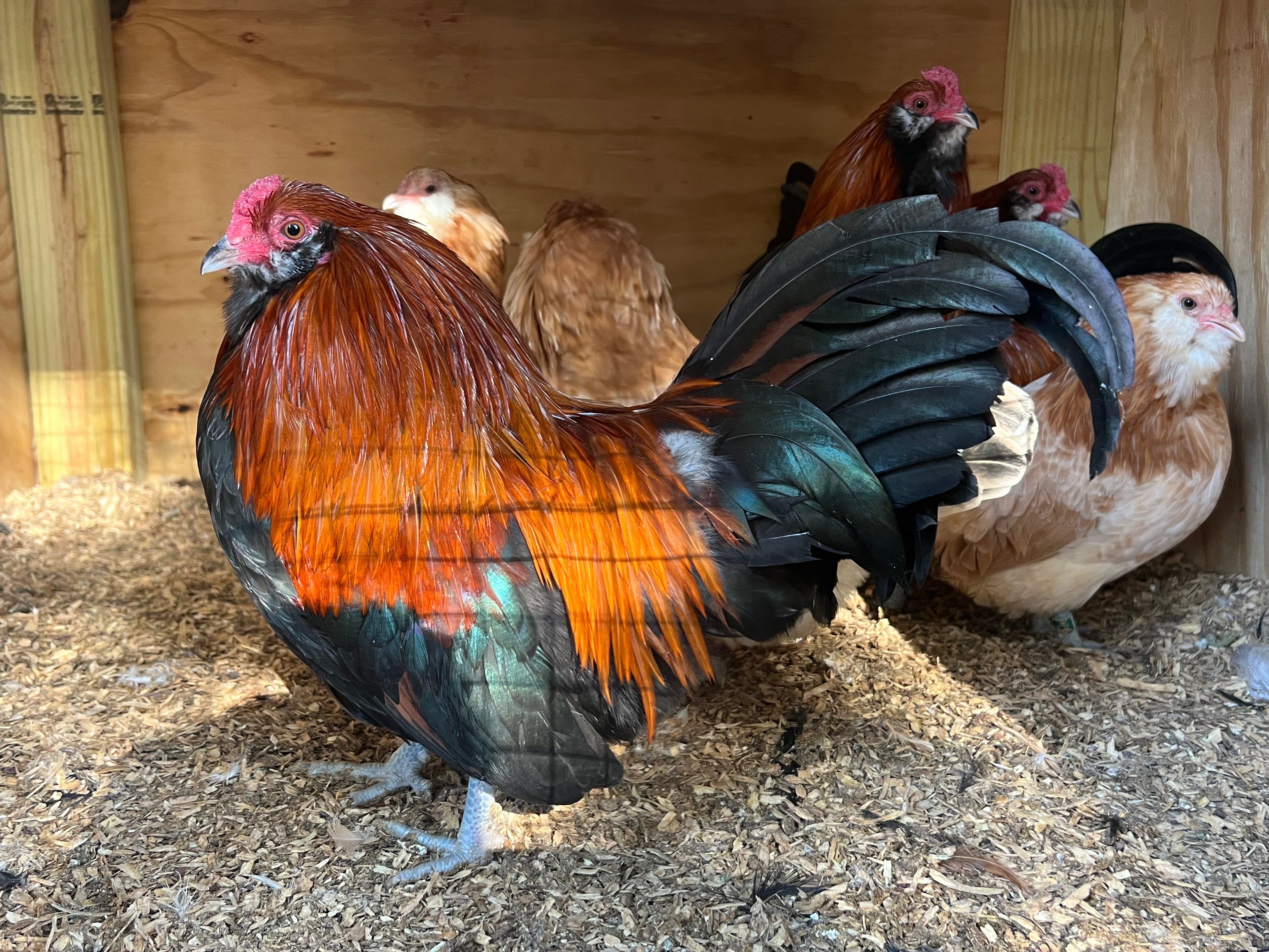 Wheaton Americana Bantam