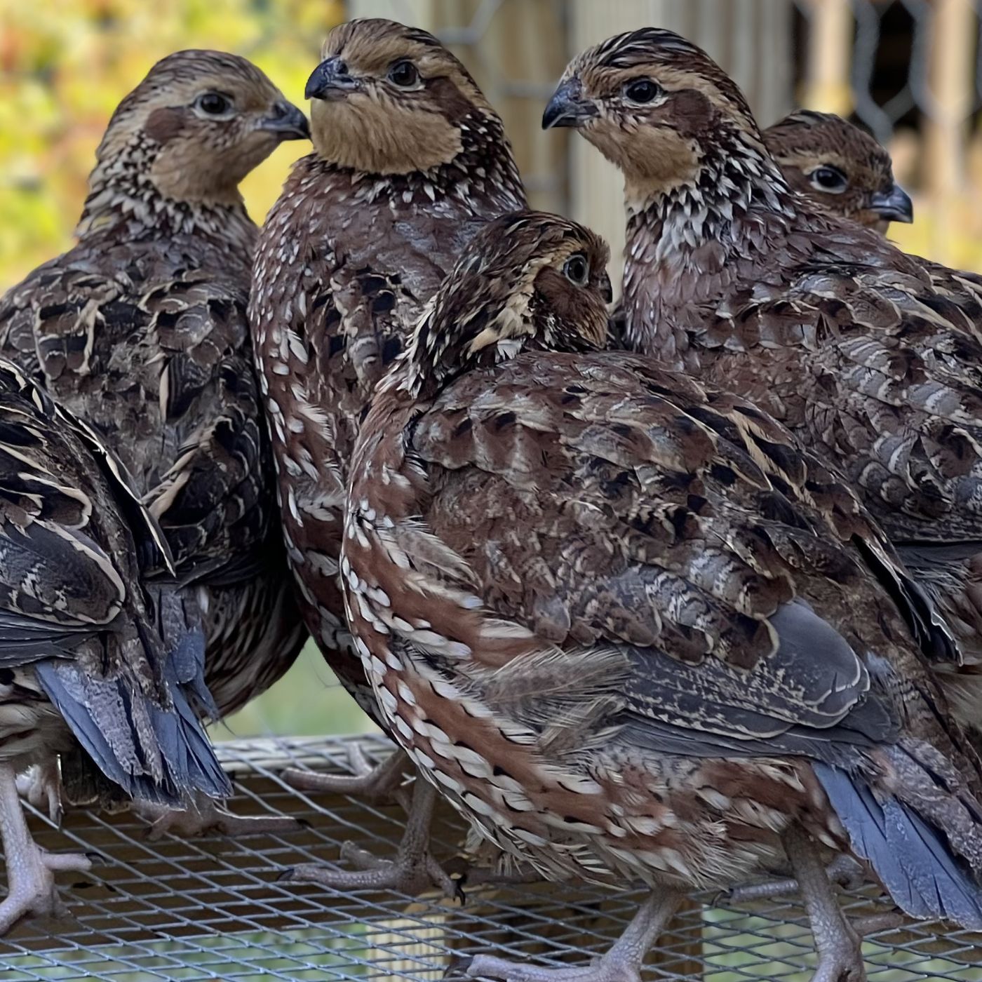 Jumbo Bobwhite
