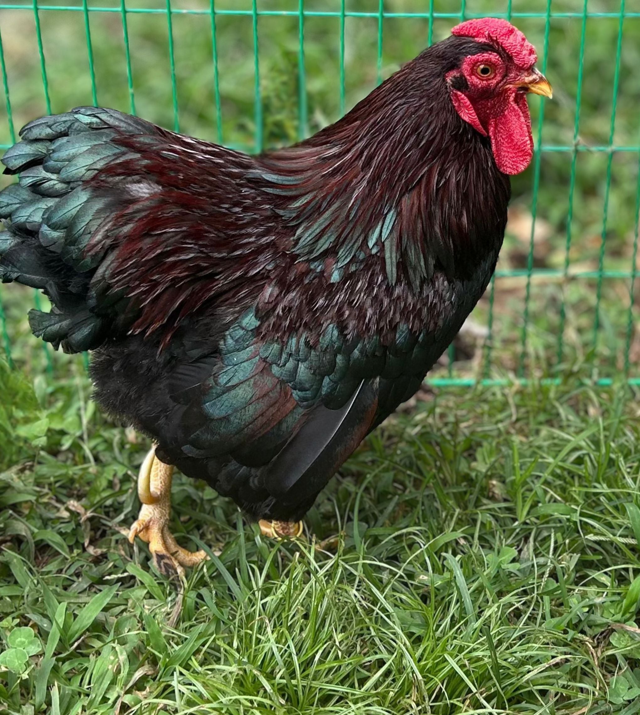 Partridge Wyandotte Bantam