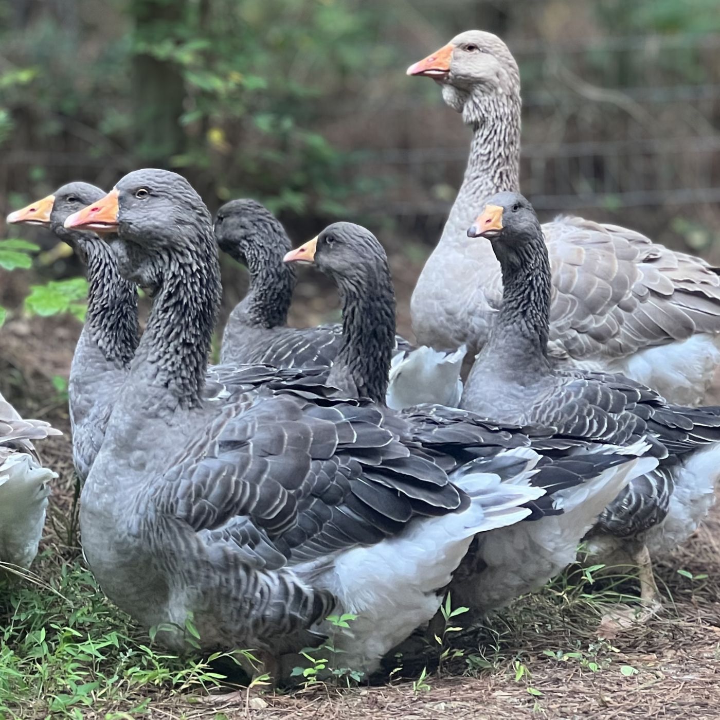 Toulouse Geese
