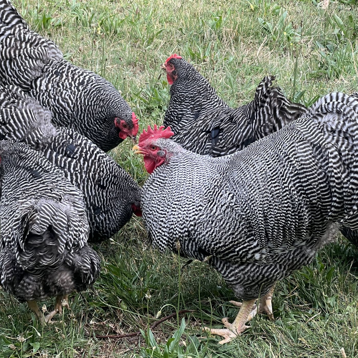 Barred Rock