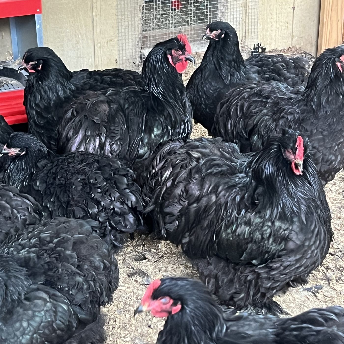 Black Cochin