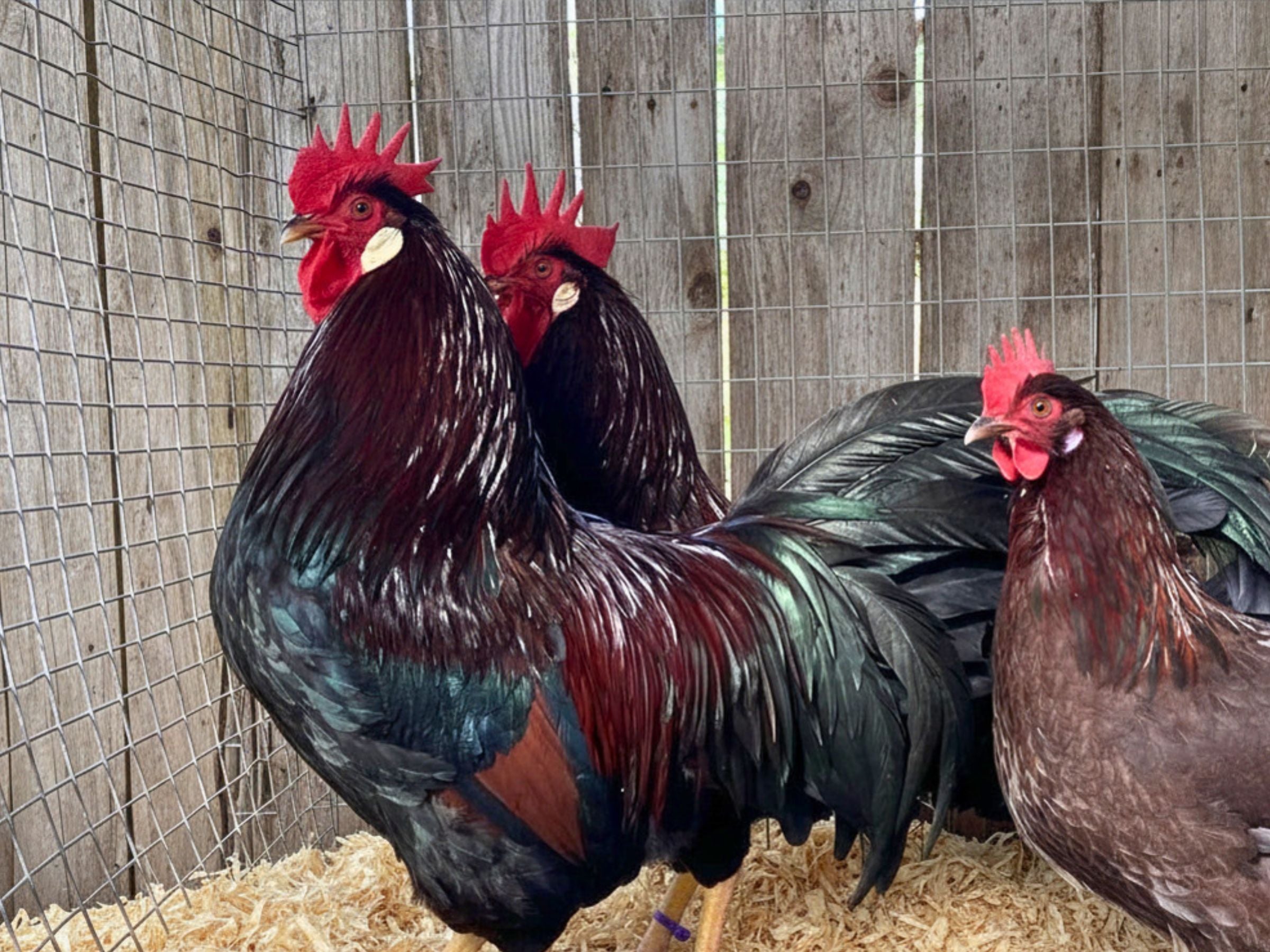 Dark Brown Leghorns