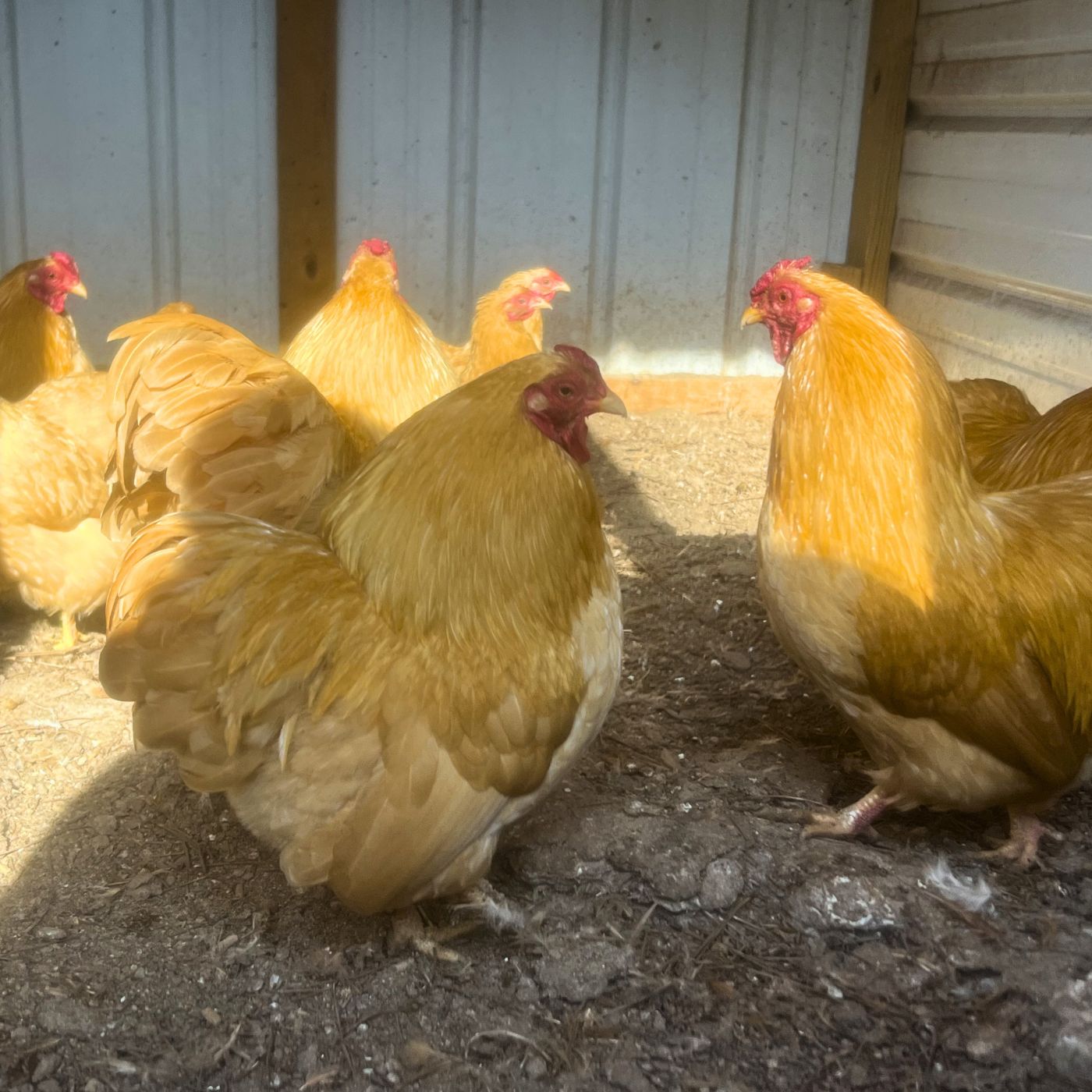 Bantam Buff Wyandotte