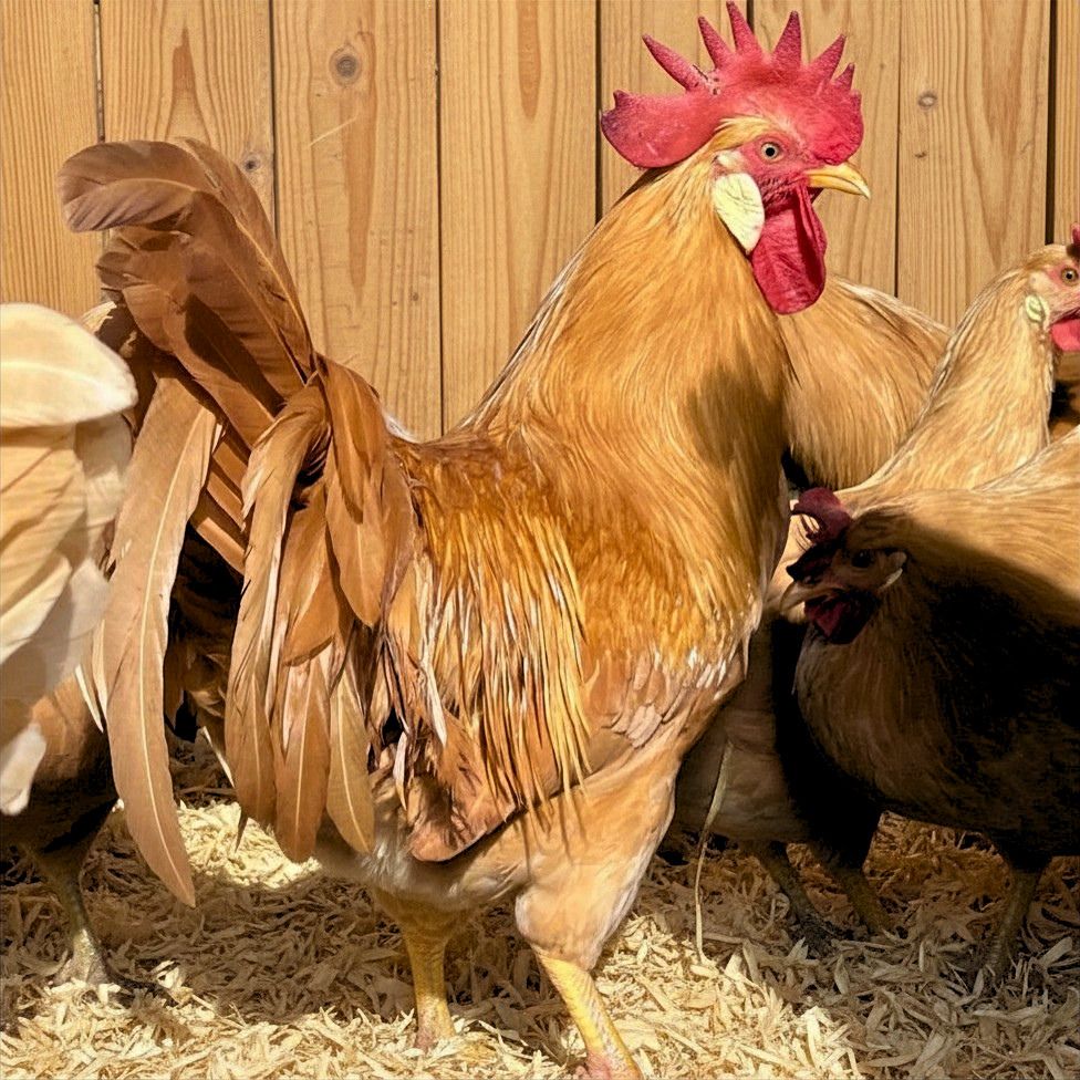 Buff Leghorn