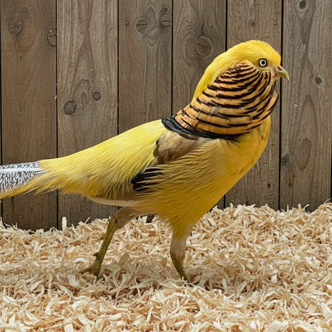 Golden Pheasant