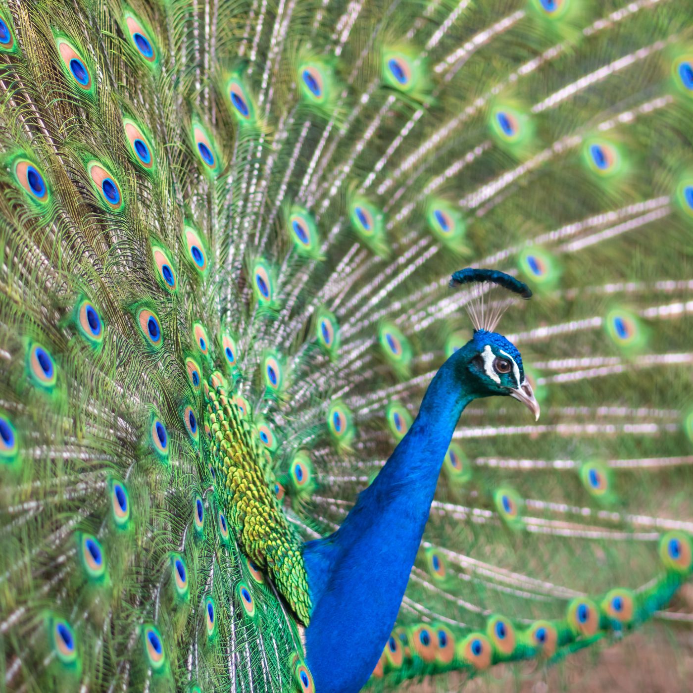 Indian Peafowl