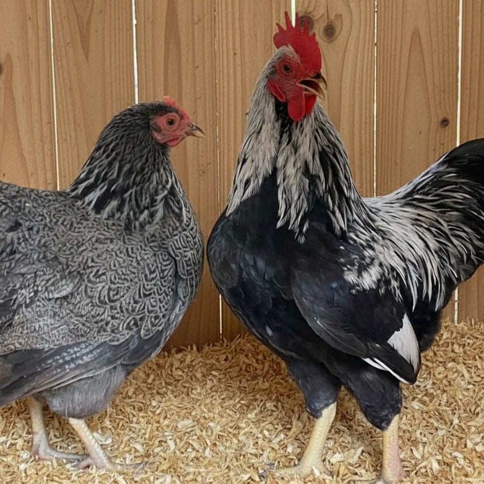 Silver Penciled Rock Bantam