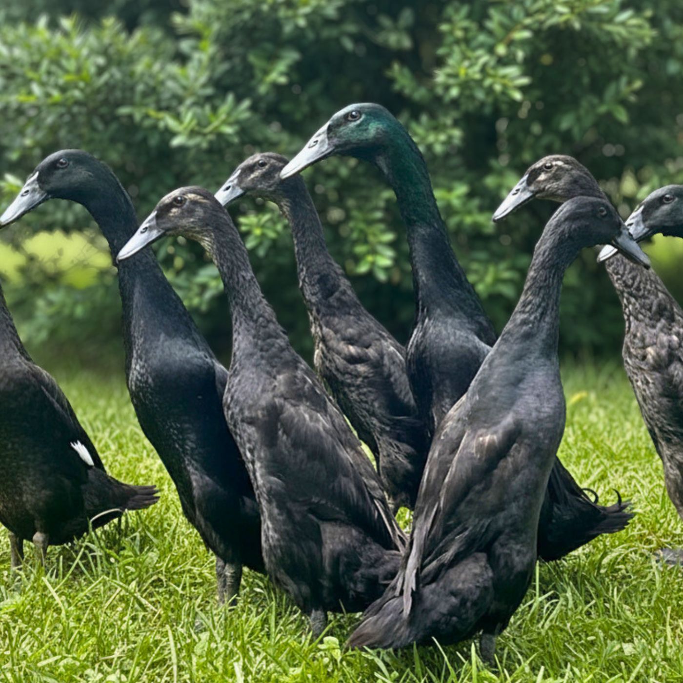 Black Indian Runners