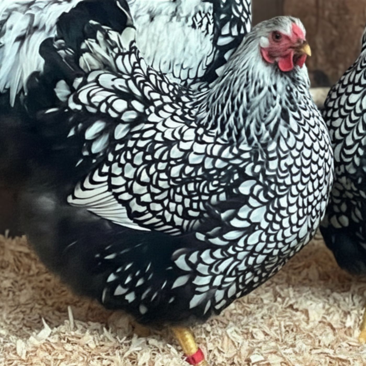 Silver Lace Wyandotte