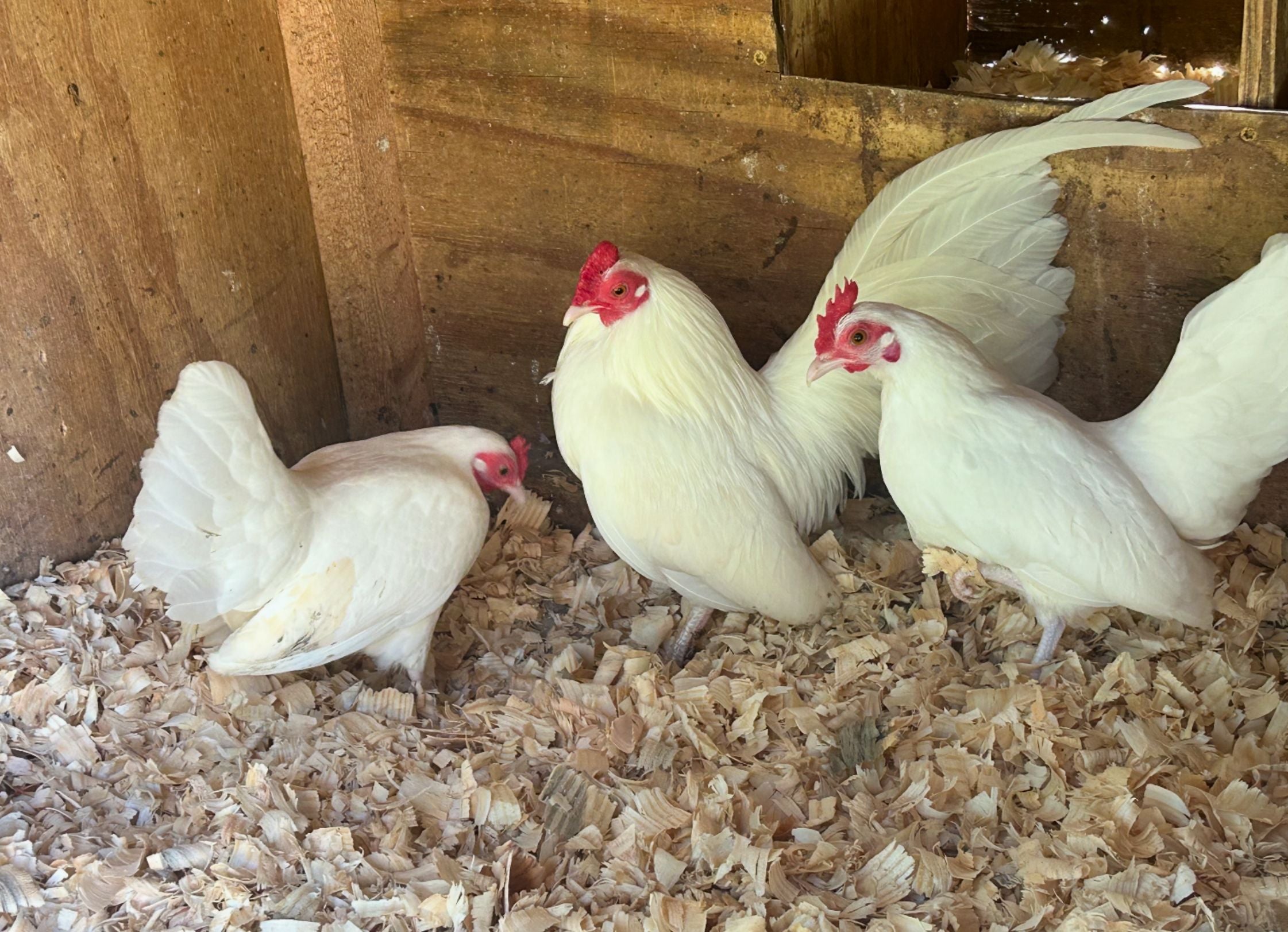 White Old English Game Bantam